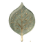 Araliva